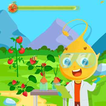 植物的生成过程